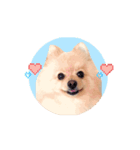 動く♡春♡ポメラニアン（個別スタンプ：5）