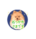 動く♡春♡ポメラニアン（個別スタンプ：12）