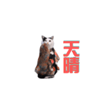 動く！新年猫ミーム(2026)（個別スタンプ：9）