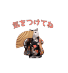 動く！新年猫ミーム(2026)（個別スタンプ：12）
