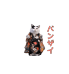 動く！新年猫ミーム(2026)（個別スタンプ：17）