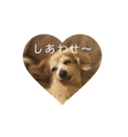 ティアラちゃんスタンプpart1（個別スタンプ：1）