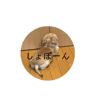 ティアラちゃんスタンプpart1（個別スタンプ：6）