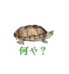うごく！ミシシッピニオイガメのことちゃん（個別スタンプ：2）