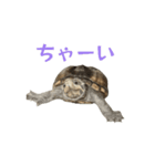 うごく！ミシシッピニオイガメのことちゃん（個別スタンプ：7）