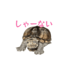 うごく！ミシシッピニオイガメのことちゃん（個別スタンプ：8）