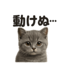引きこもりマンチカンの日常スタンプ（個別スタンプ：9）