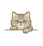 画面で遊んでいる猫（個別スタンプ：32）