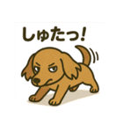 わんこパレード！人気犬種スタンプ（個別スタンプ：25）