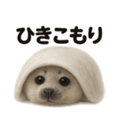 引きこもりワモンアザラシの日常スタンプ（個別スタンプ：4）