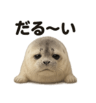 引きこもりワモンアザラシの日常スタンプ（個別スタンプ：11）
