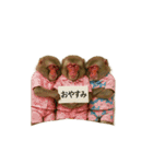 面白おサルさんの吹き出しスタンプ（個別スタンプ：38）