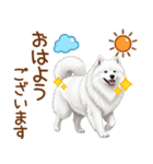 もふもふ敬語サモエドさん（個別スタンプ：1）