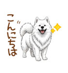 もふもふ敬語サモエドさん（個別スタンプ：2）