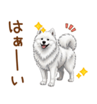もふもふ敬語サモエドさん（個別スタンプ：3）
