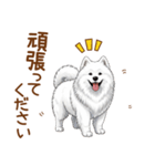 もふもふ敬語サモエドさん（個別スタンプ：7）