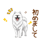 もふもふ敬語サモエドさん（個別スタンプ：12）