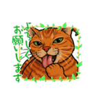 ChatoranoNekodono（個別スタンプ：36）
