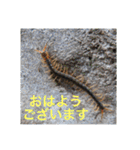 生き物写真で「おはようございます」2（個別スタンプ：1）