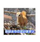生き物写真で「おはようございます」2（個別スタンプ：2）