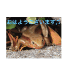 生き物写真で「おはようございます」2（個別スタンプ：3）