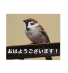生き物写真で「おはようございます」2（個別スタンプ：4）