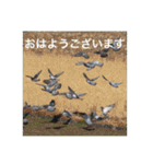 生き物写真で「おはようございます」2（個別スタンプ：5）