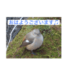 生き物写真で「おはようございます」2（個別スタンプ：7）