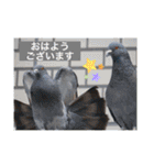 生き物写真で「おはようございます」2（個別スタンプ：8）