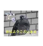 生き物写真で「おはようございます」2（個別スタンプ：9）