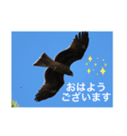 生き物写真で「おはようございます」2（個別スタンプ：10）