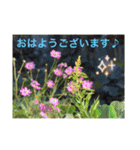 生き物写真で「おはようございます」2（個別スタンプ：11）