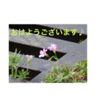 生き物写真で「おはようございます」2（個別スタンプ：12）