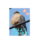 生き物写真で「おはようございます」2（個別スタンプ：13）