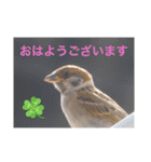 生き物写真で「おはようございます」2（個別スタンプ：14）