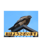 生き物写真で「おはようございます」2（個別スタンプ：15）