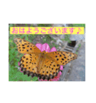 生き物写真で「おはようございます」2（個別スタンプ：16）