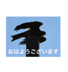 生き物写真で「おはようございます」2（個別スタンプ：19）