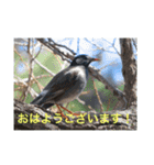 生き物写真で「おはようございます」2（個別スタンプ：20）