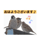 生き物写真で「おはようございます」2（個別スタンプ：21）