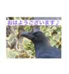 生き物写真で「おはようございます」2（個別スタンプ：22）