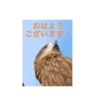 生き物写真で「おはようございます」2（個別スタンプ：23）