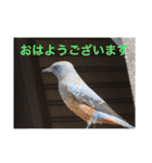 生き物写真で「おはようございます」2（個別スタンプ：24）