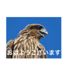 生き物写真で「おはようございます」2（個別スタンプ：25）