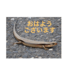 生き物写真で「おはようございます」2（個別スタンプ：26）