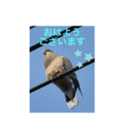 生き物写真で「おはようございます」2（個別スタンプ：28）