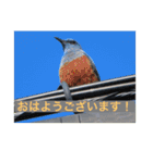 生き物写真で「おはようございます」2（個別スタンプ：29）