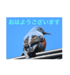 生き物写真で「おはようございます」2（個別スタンプ：30）