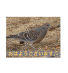 生き物写真で「おはようございます」2（個別スタンプ：31）