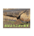 生き物写真で「おはようございます」2（個別スタンプ：32）